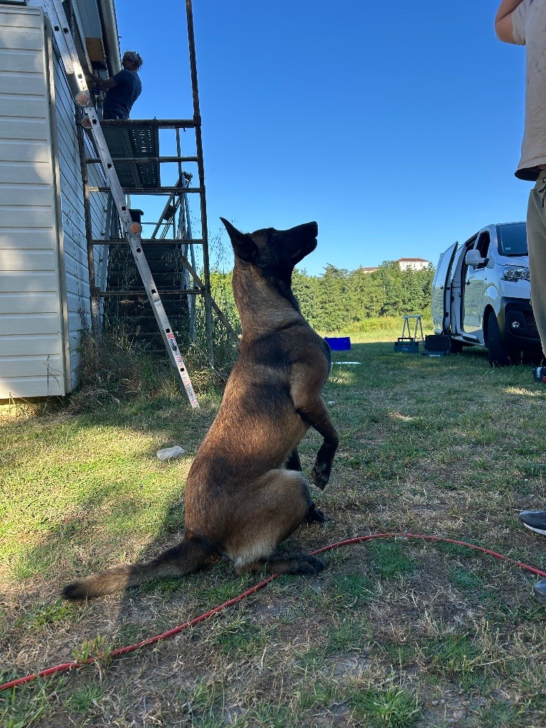 Skaya Des Héritiers D'hojoshei