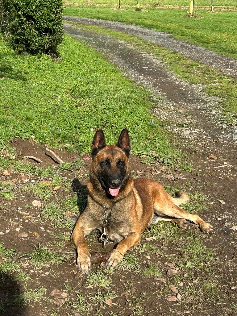 CH. Ô?blacko Of The Black World