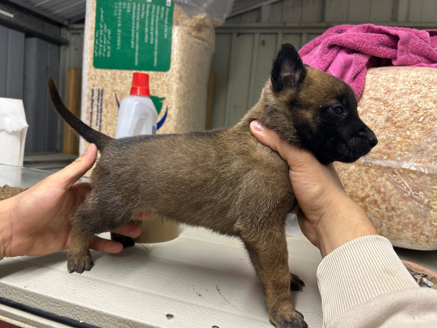 Of The Black World - Chiots disponibles - Berger Belge