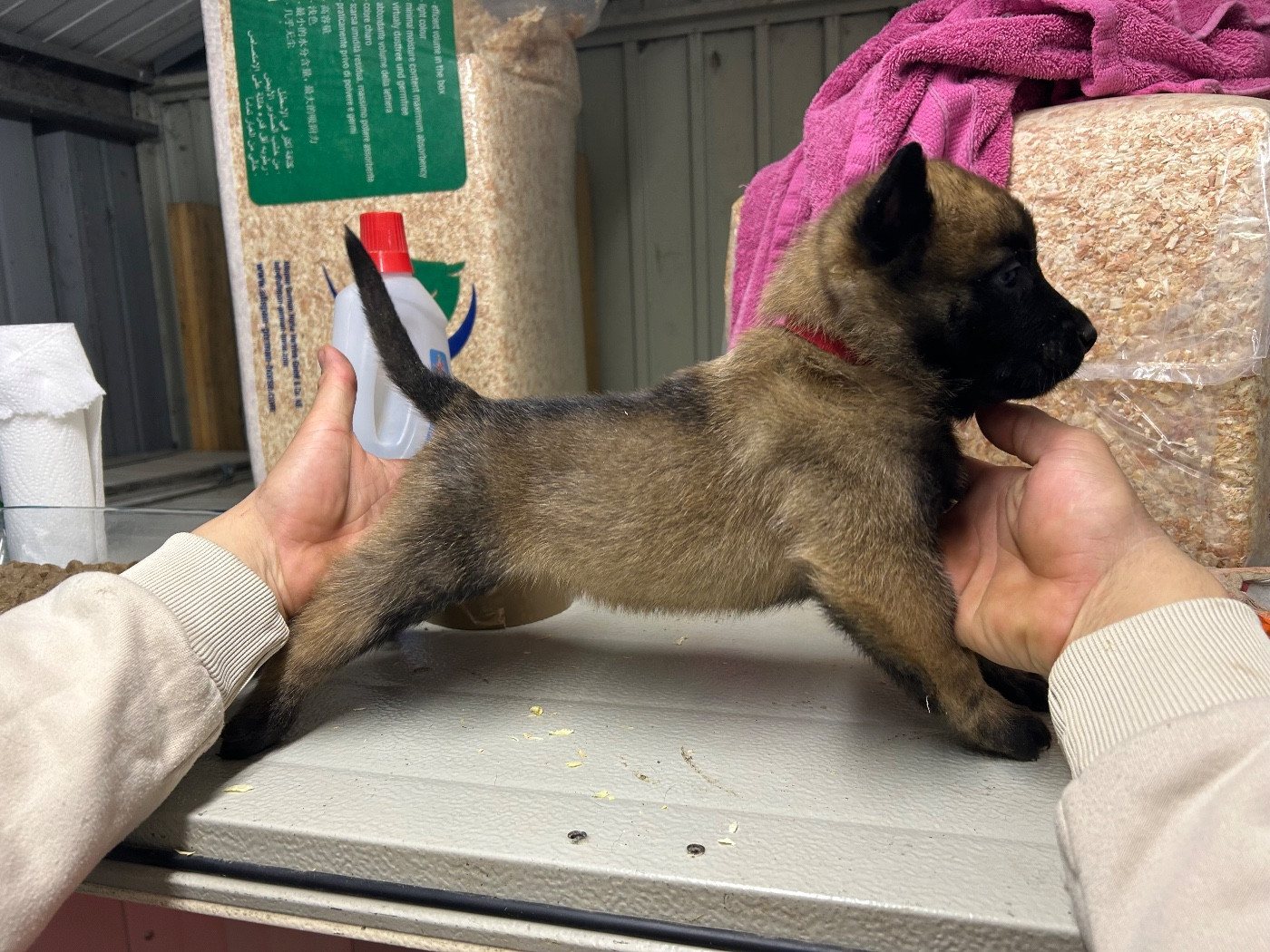 Of The Black World - Chiots disponibles - Berger Belge