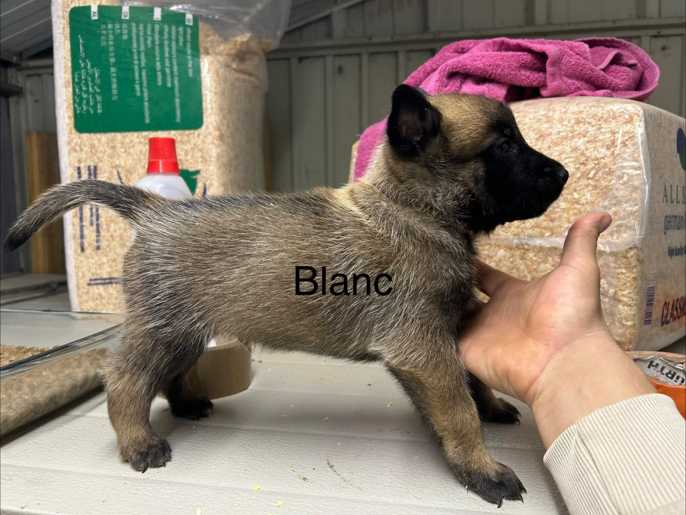 Of The Black World - Chiots disponibles - Berger Belge