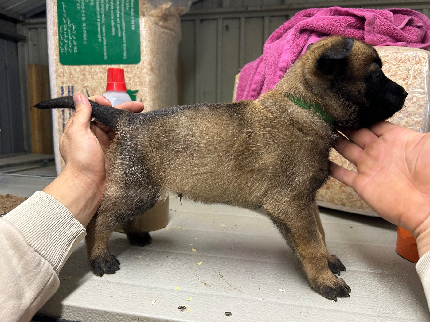 Of The Black World - Chiots disponibles - Berger Belge