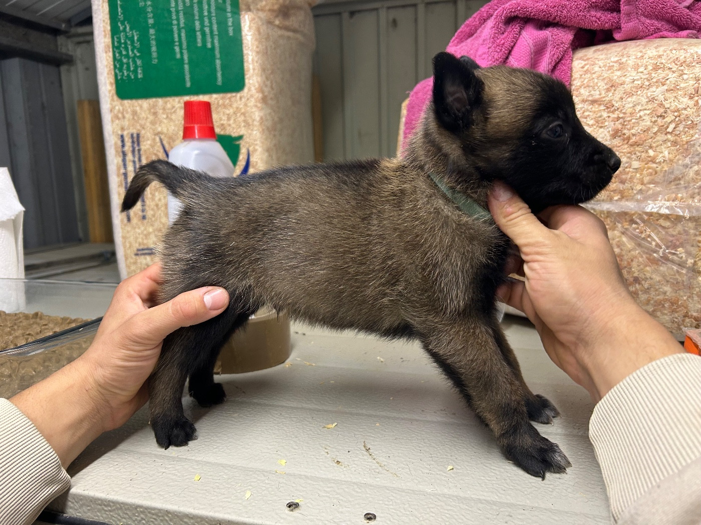 Of The Black World - Chiots disponibles - Berger Belge