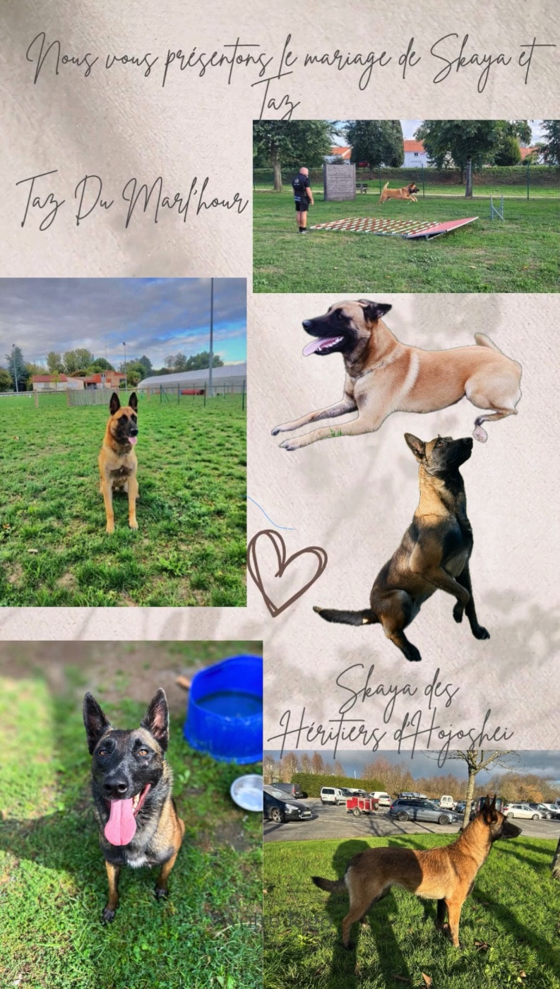 Chiot Berger Belge Of The Black World