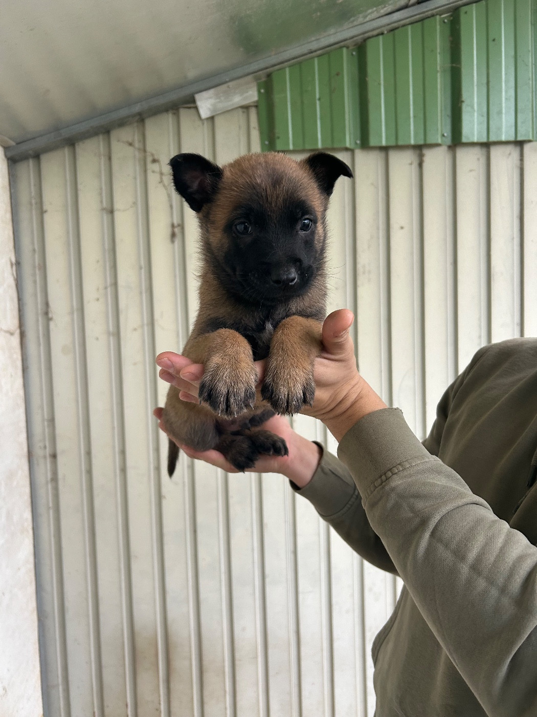 Of The Black World - Chiots disponibles - Berger Belge