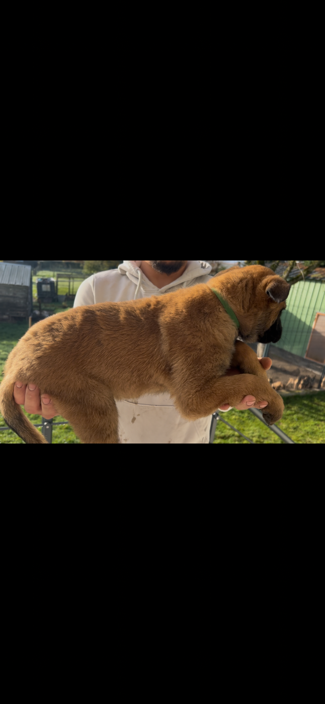 Of The Black World - Chiots disponibles - Berger Belge