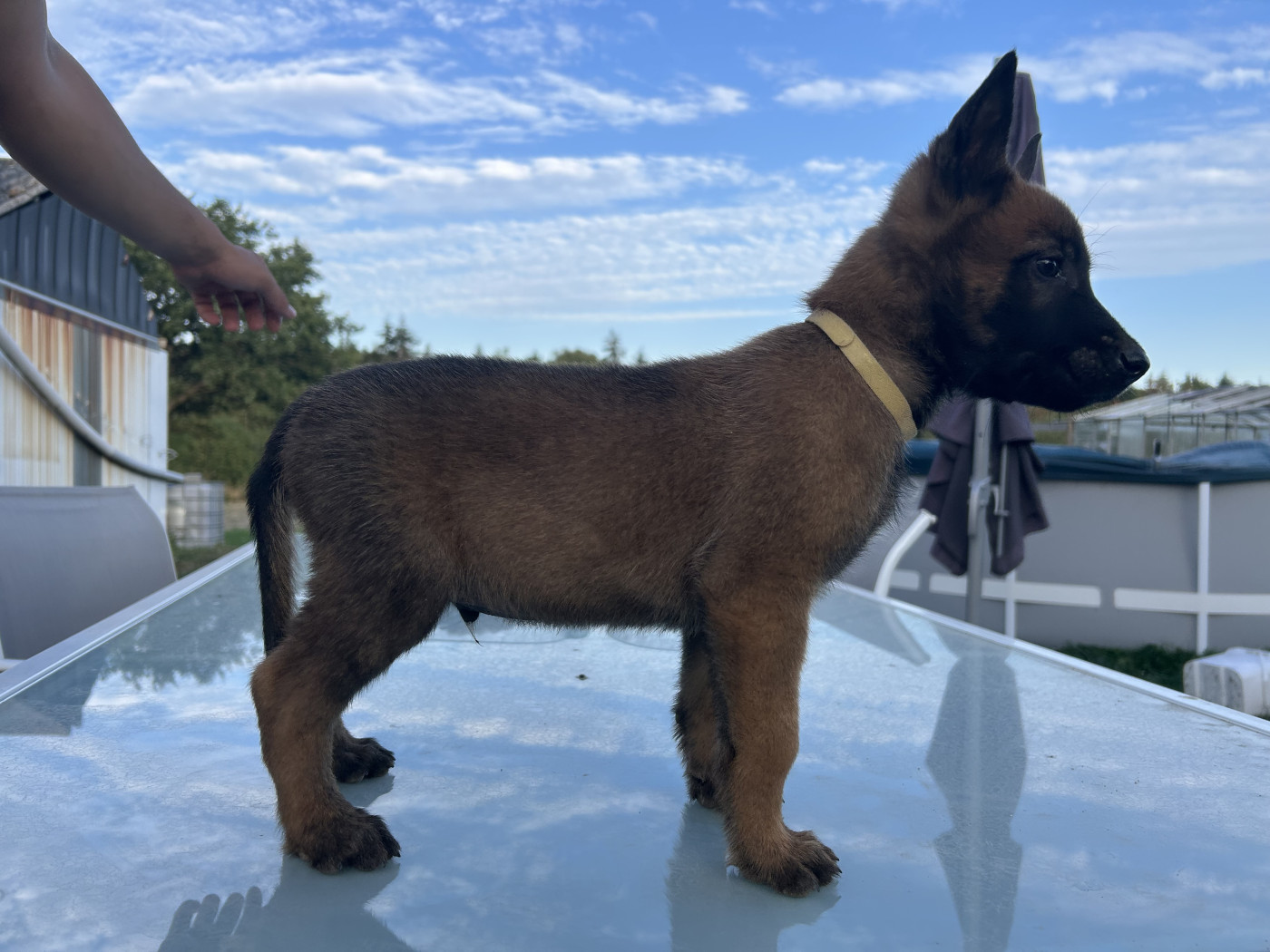 Of The Black World - Chiots disponibles - Berger Belge