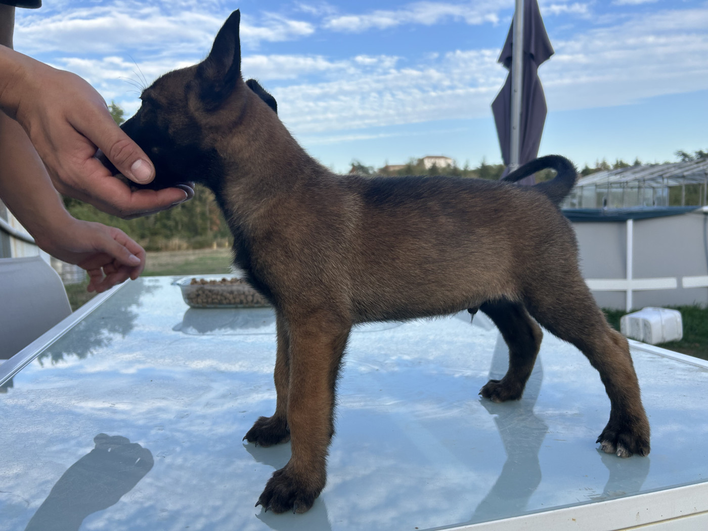Of The Black World - Chiots disponibles - Berger Belge