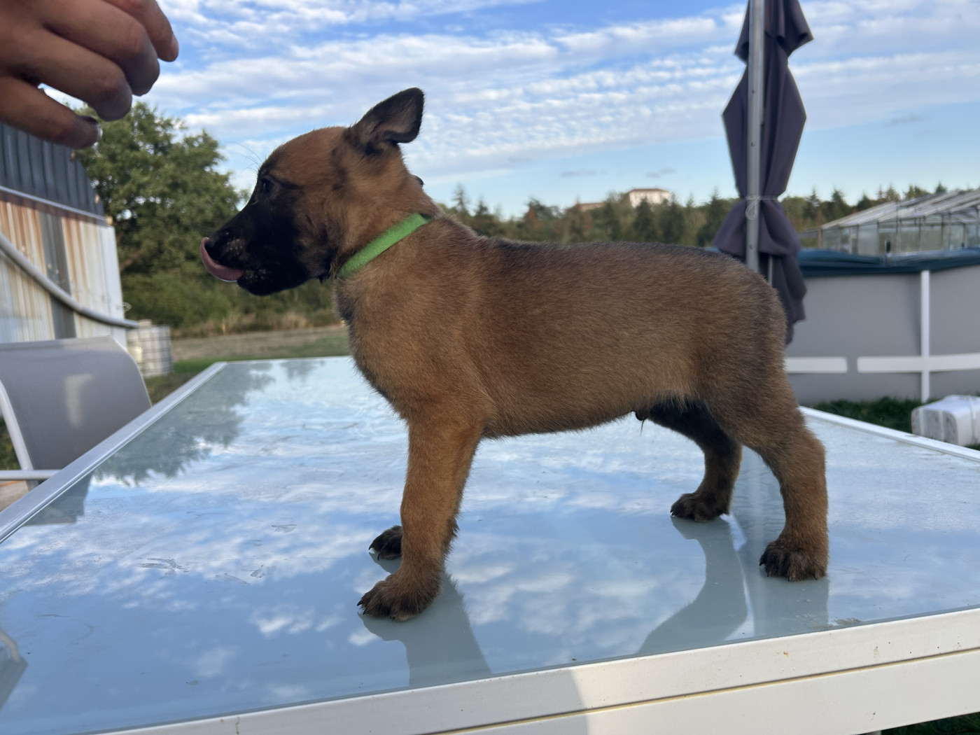 Of The Black World - Chiots disponibles - Berger Belge