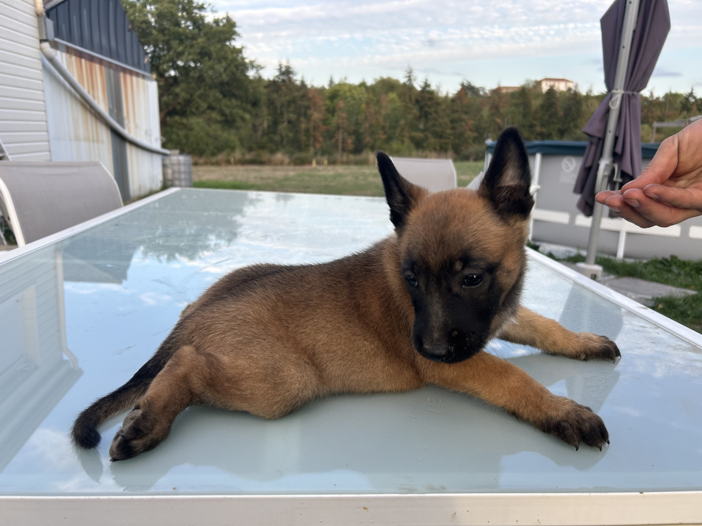 Of The Black World - Chiots disponibles - Berger Belge