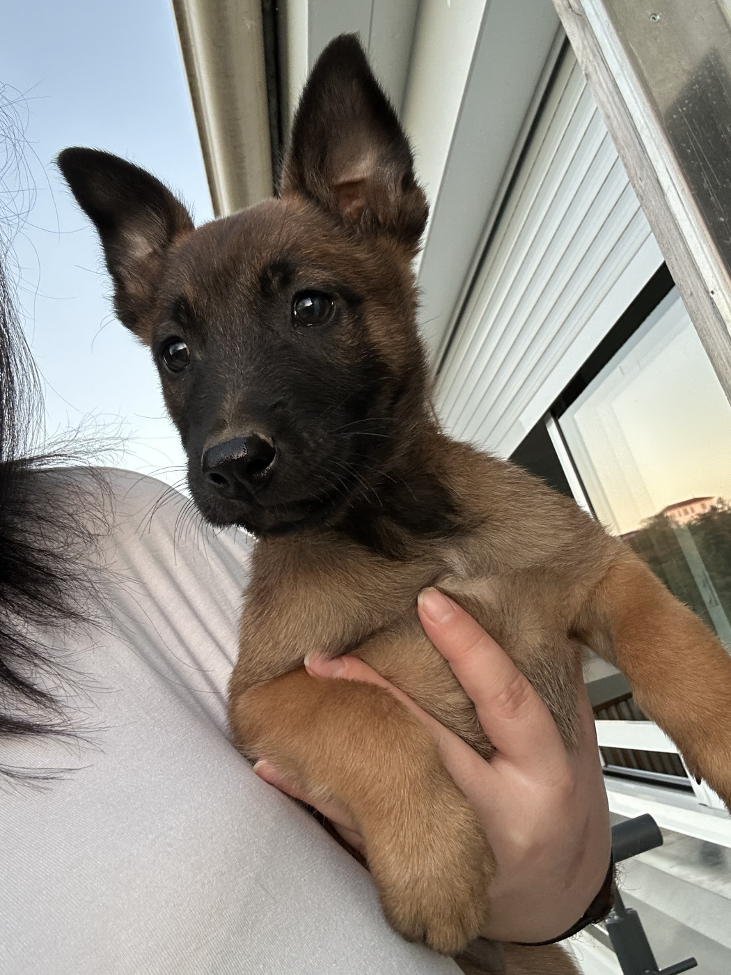 Of The Black World - Chiots disponibles - Berger Belge