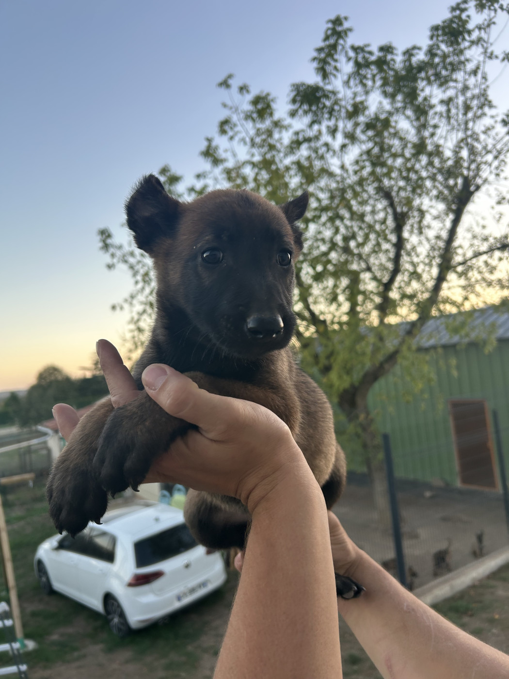 Of The Black World - Chiots disponibles - Berger Belge