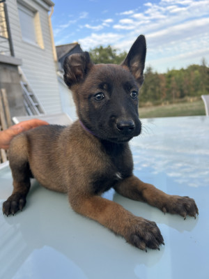 Bella